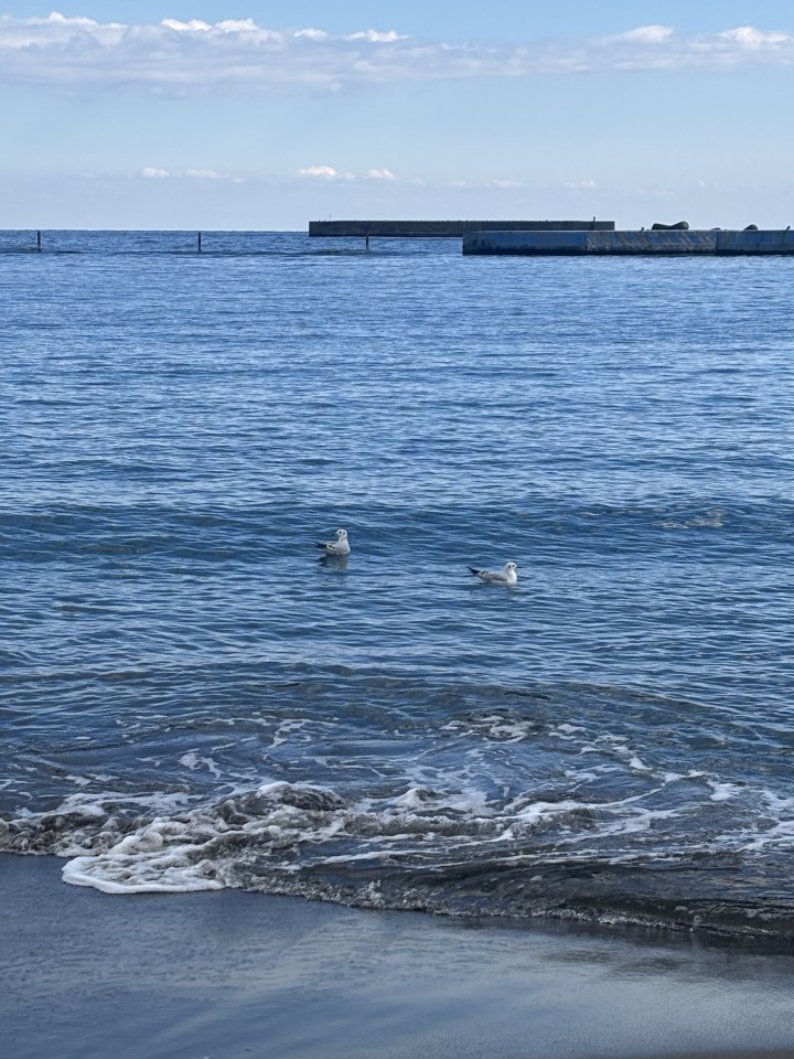 アップロード画像