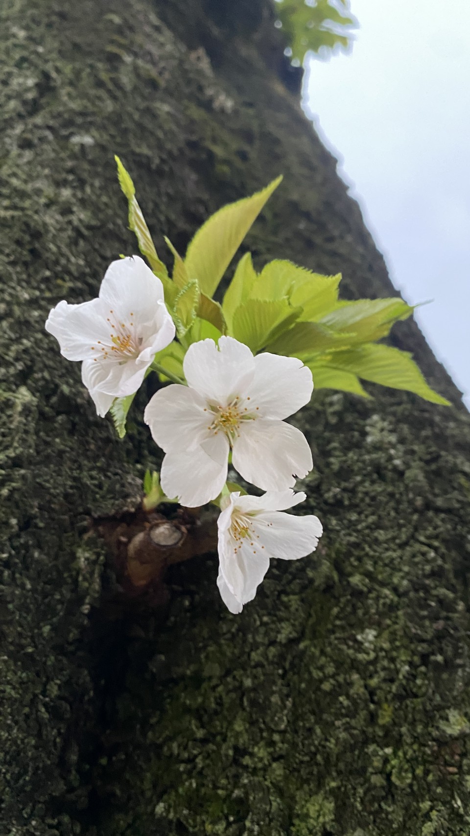 アップロード画像