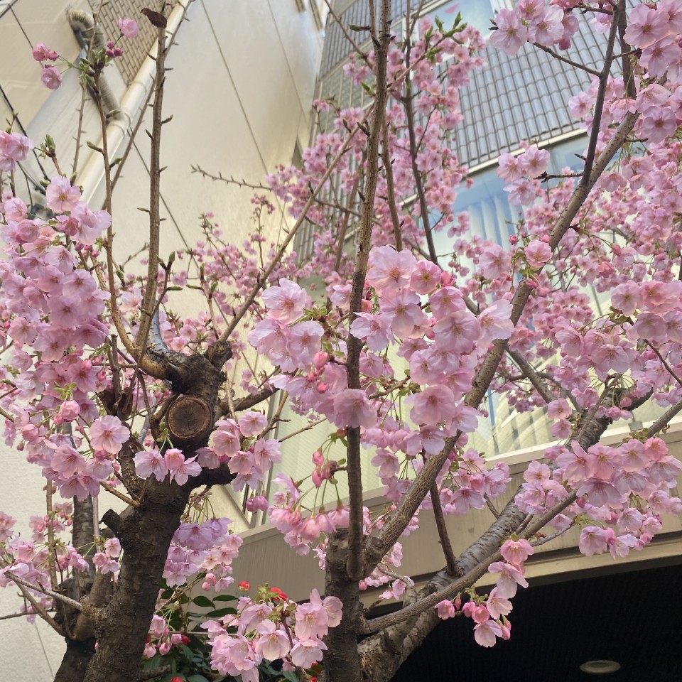 アップロード画像