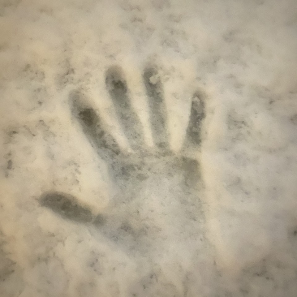 アップロード画像