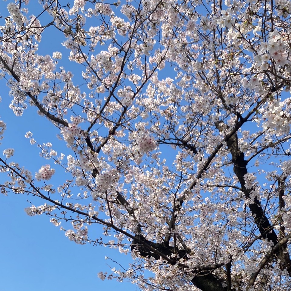 アップロード画像