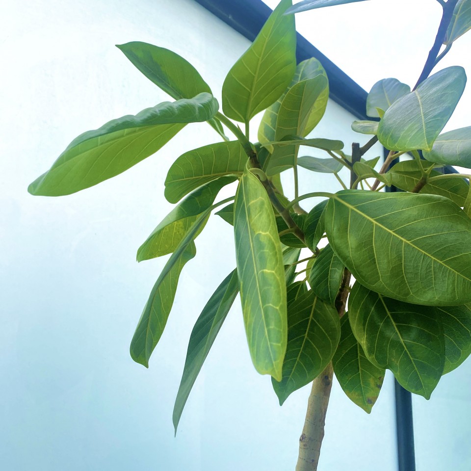 アップロード画像