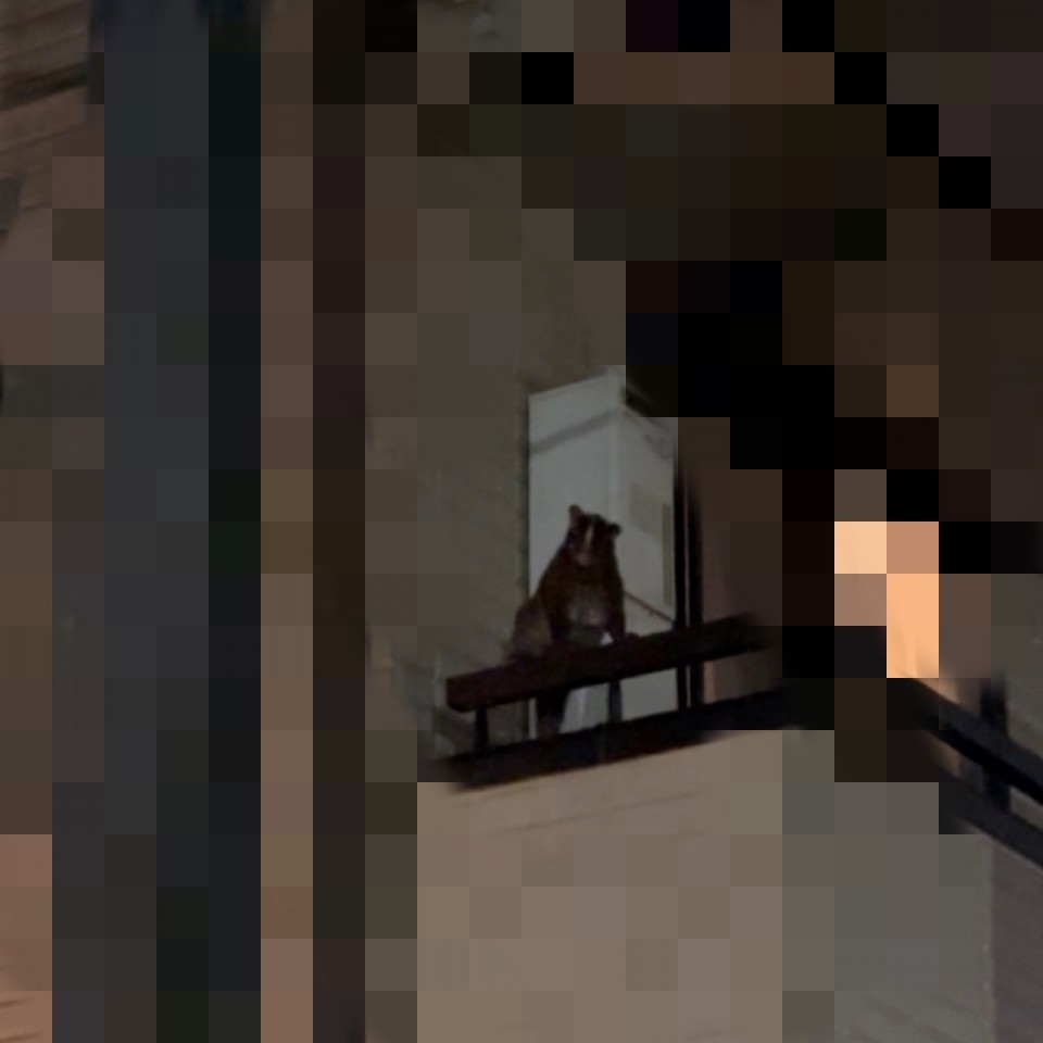 アップロード画像